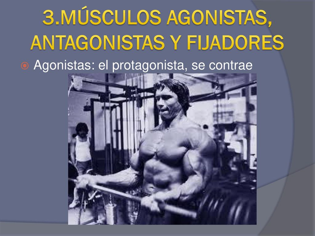 3.MÚSCULOS AGONISTAS, ANTAGONISTAS Y FIJADORES