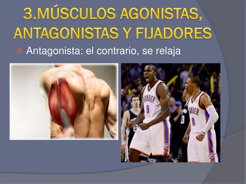 3.MÚSCULOS AGONISTAS, ANTAGONISTAS Y FIJADORES