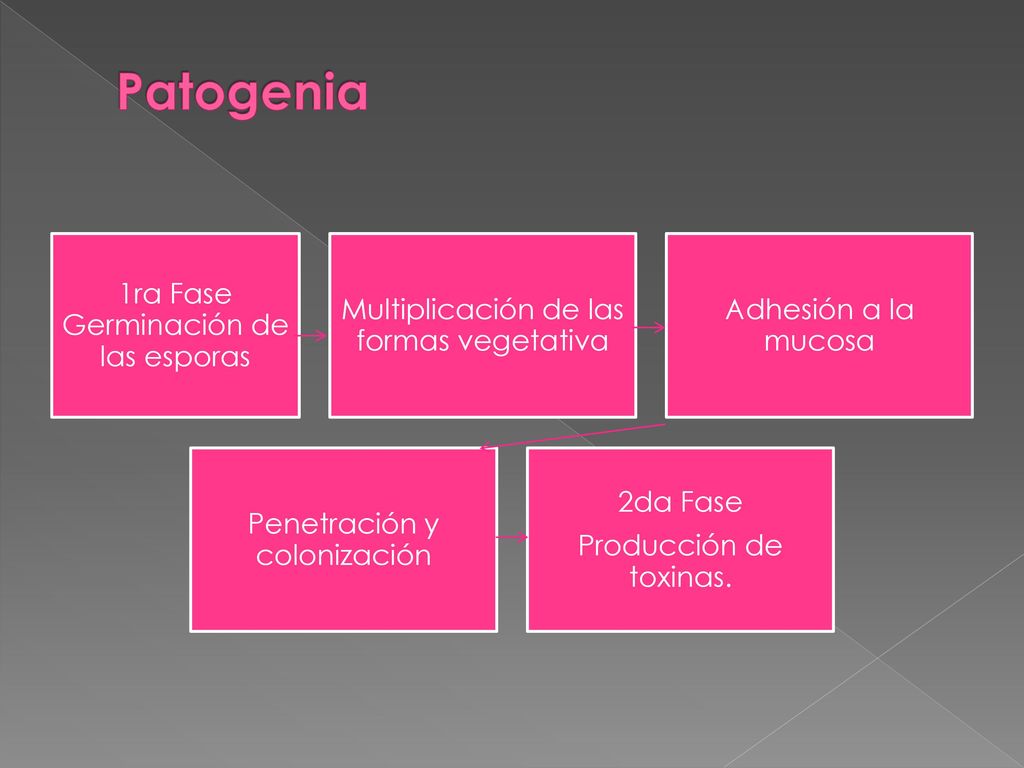 Patogenia 2da Fase 1ra Fase Germinación de las esporas