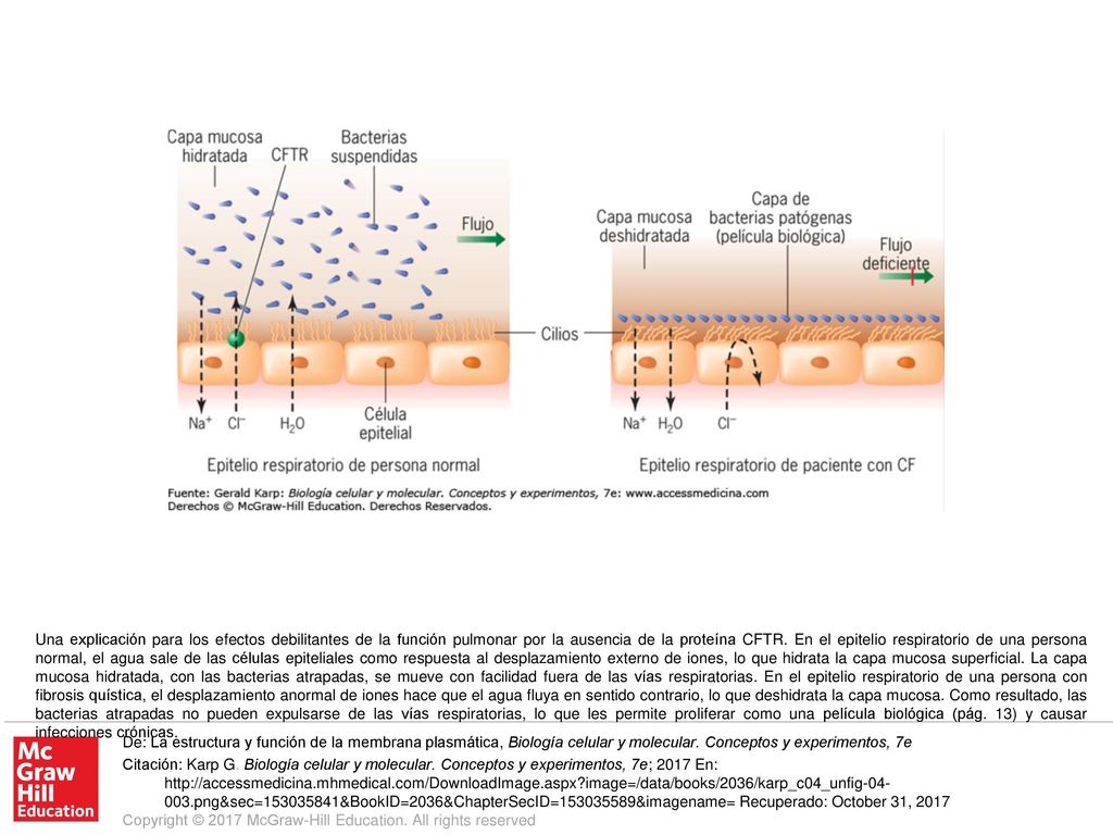 Una explicación para los efectos debilitantes de la función pulmonar por la ausencia de la proteína CFTR. En el epitelio respiratorio de una persona normal, el agua sale de las células epiteliales como respuesta al desplazamiento externo de iones, lo que hidrata la capa mucosa superficial. La capa mucosa hidratada, con las bacterias atrapadas, se mueve con facilidad fuera de las vías respiratorias. En el epitelio respiratorio de una persona con fibrosis quística, el desplazamiento anormal de iones hace que el agua fluya en sentido contrario, lo que deshidrata la capa mucosa. Como resultado, las bacterias atrapadas no pueden expulsarse de las vías respiratorias, lo que les permite proliferar como una película biológica (pág. 13) y causar infecciones crónicas.