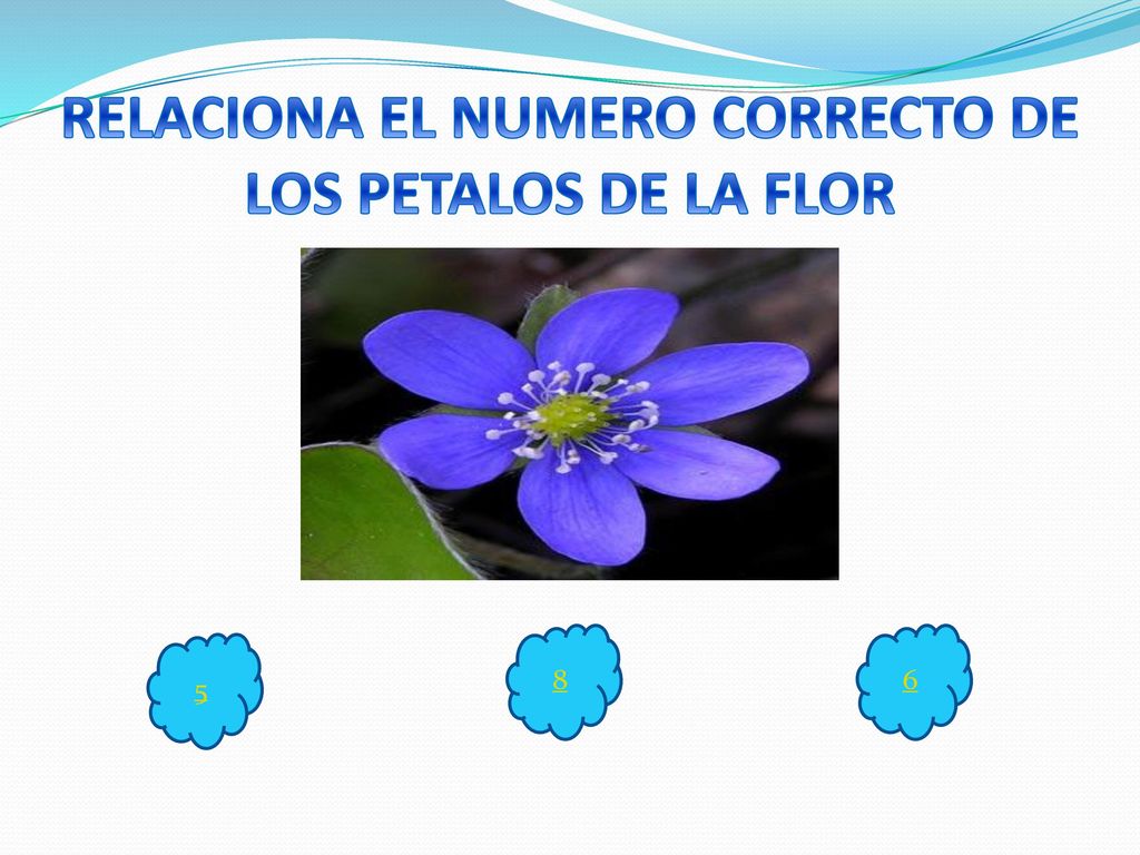 RELACIONA EL NUMERO CORRECTO DE LOS PETALOS DE LA FLOR
