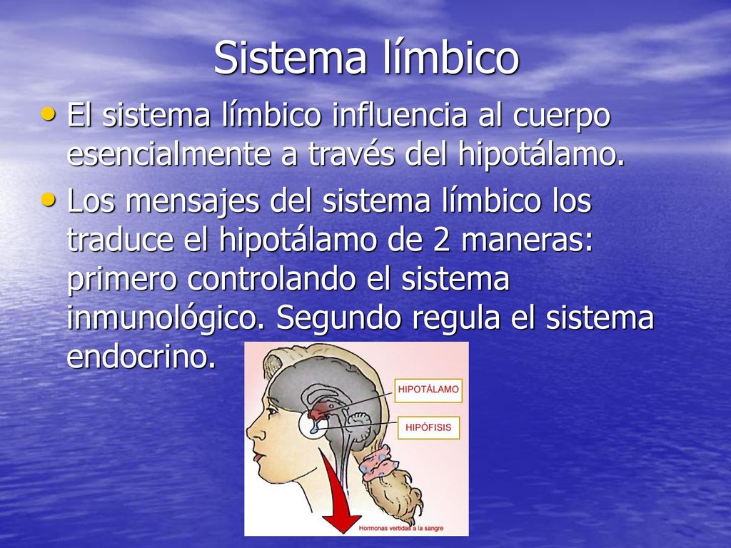 Sistema límbico El sistema límbico influencia al cuerpo esencialmente a través del hipotálamo.