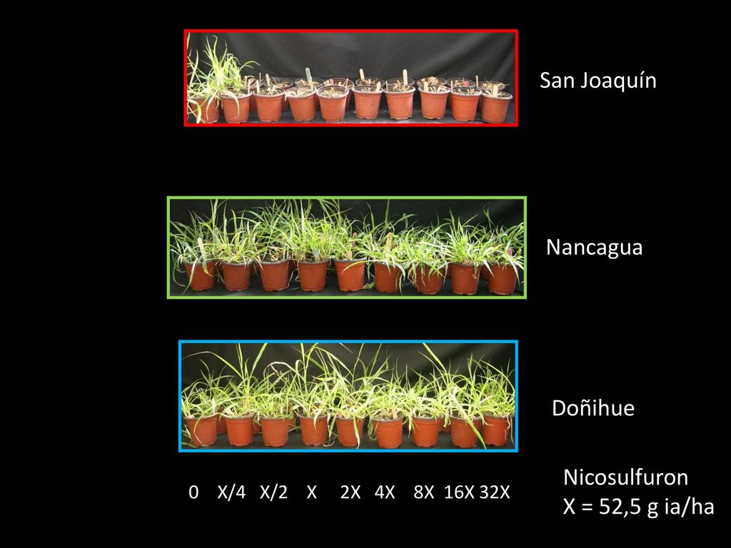 San Joaquín Nancagua Doñihue Nicosulfuron X = 52,5 g ia/ha