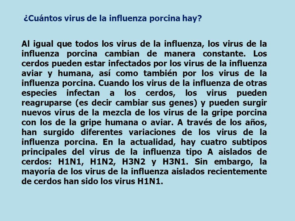 ¿Cuántos virus de la influenza porcina hay