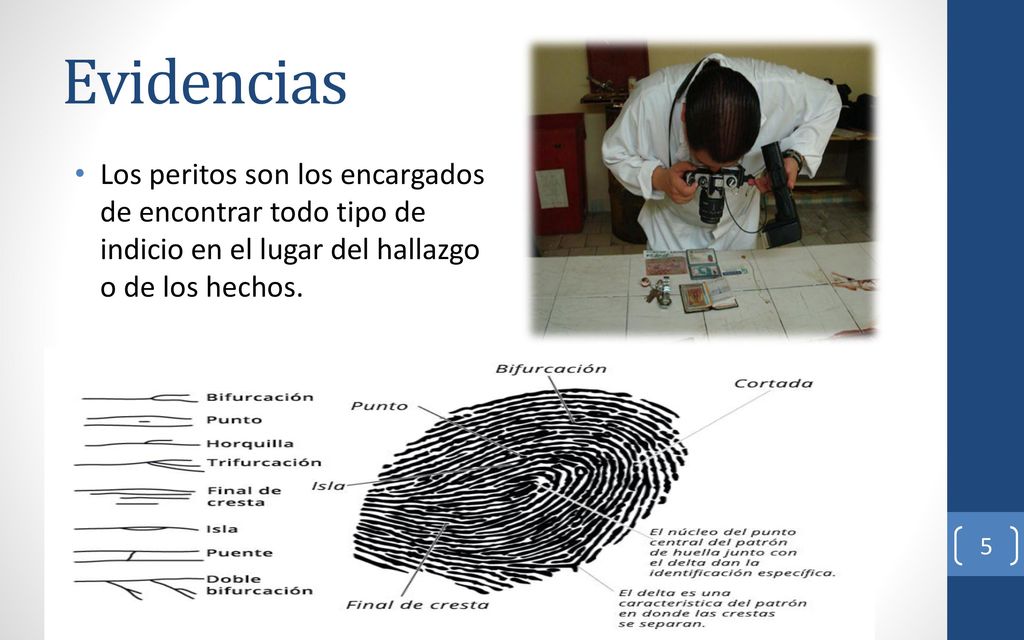 Evidencias Los peritos son los encargados de encontrar todo tipo de indicio en el lugar del hallazgo o de los hechos.
