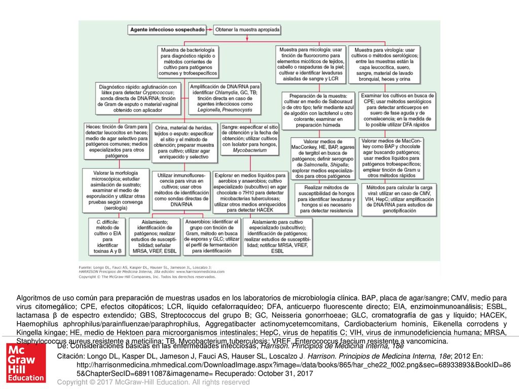 Algoritmos de uso común para preparación de muestras usados en los laboratorios de microbiología clínica. BAP, placa de agar/sangre; CMV, medio para virus citomegálico; CPE, efectos citopáticos; LCR, líquido cefalorraquídeo; DFA, anticuerpo fluorescente directo; EIA, enzimoinmunoanálisis; ESBL, lactamasa β de espectro extendido; GBS, Streptococcus del grupo B; GC, Neisseria gonorrhoeae; GLC, cromatografía de gas y líquido; HACEK, Haemophilus aphrophilus/parainfluenzae/paraphrophilus, Aggregatibacter actinomycetemcomitans, Cardiobacterium hominis, Eikenella corrodens y Kingella kingae; HE, medio de Hektoen para microorganismos intestinales; HepC, virus de hepatitis C; VIH, virus de inmunodeficiencia humana; MRSA, Staphylococcus aureus resistente a meticilina; TB, Mycobacterium tuberculosis; VREF, Enterococcus faecium resistente a vancomicina.