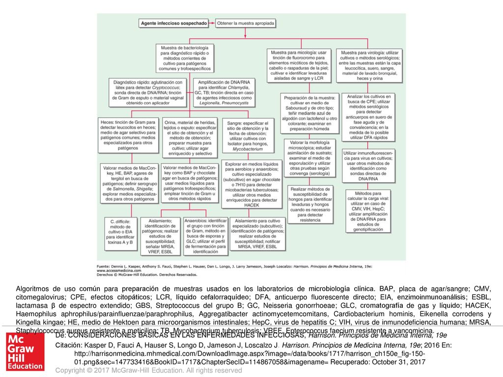 Algoritmos de uso común para preparación de muestras usados en los laboratorios de microbiología clínica. BAP, placa de agar/sangre; CMV, citomegalovirus; CPE, efectos citopáticos; LCR, líquido cefalorraquídeo; DFA, anticuerpo fluorescente directo; EIA, enzimoinmunoanálisis; ESBL, lactamasa β de espectro extendido; GBS, Streptococcus del grupo B; GC, Neisseria gonorrhoeae; GLC, cromatografía de gas y líquido; HACEK, Haemophilus aphrophilus/parainfluenzae/paraphrophilus, Aggregatibacter actinomycetemcomitans, Cardiobacterium hominis, Eikenella corrodens y Kingella kingae; HE, medio de Hektoen para microorganismos intestinales; HepC, virus de hepatitis C; VIH, virus de inmunodeficiencia humana; MRSA, Staphylococcus aureus resistente a meticilina; TB, Mycobacterium tuberculosis; VREF, Enterococcus faecium resistente a vancomicina.