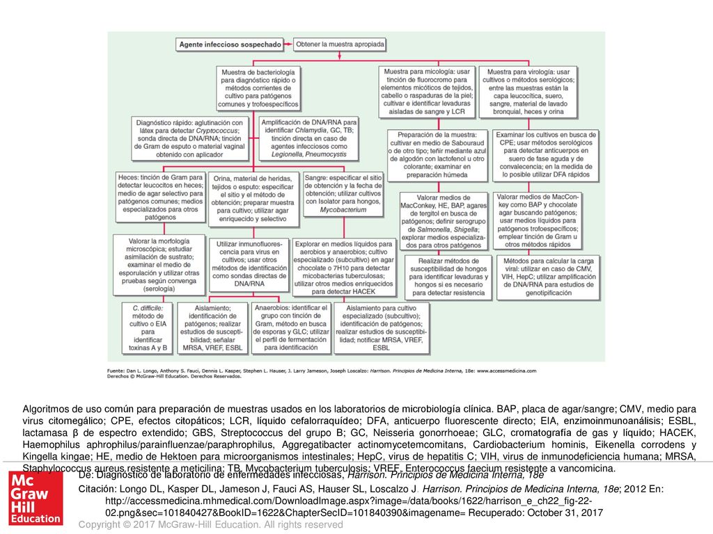 Algoritmos de uso común para preparación de muestras usados en los laboratorios de microbiología clínica. BAP, placa de agar/sangre; CMV, medio para virus citomegálico; CPE, efectos citopáticos; LCR, líquido cefalorraquídeo; DFA, anticuerpo fluorescente directo; EIA, enzimoinmunoanálisis; ESBL, lactamasa β de espectro extendido; GBS, Streptococcus del grupo B; GC, Neisseria gonorrhoeae; GLC, cromatografía de gas y líquido; HACEK, Haemophilus aphrophilus/parainfluenzae/paraphrophilus, Aggregatibacter actinomycetemcomitans, Cardiobacterium hominis, Eikenella corrodens y Kingella kingae; HE, medio de Hektoen para microorganismos intestinales; HepC, virus de hepatitis C; VIH, virus de inmunodeficiencia humana; MRSA, Staphylococcus aureus resistente a meticilina; TB, Mycobacterium tuberculosis; VREF, Enterococcus faecium resistente a vancomicina.