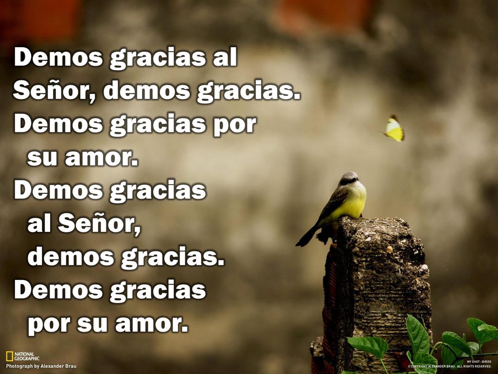 Demos gracias al Señor, demos gracias. Demos gracias por su amor