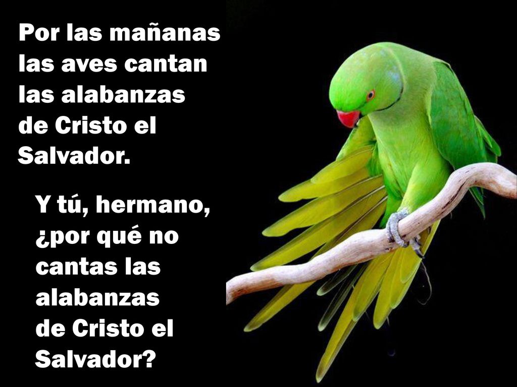 Por las mañanas las aves cantan las alabanzas de Cristo el Salvador.