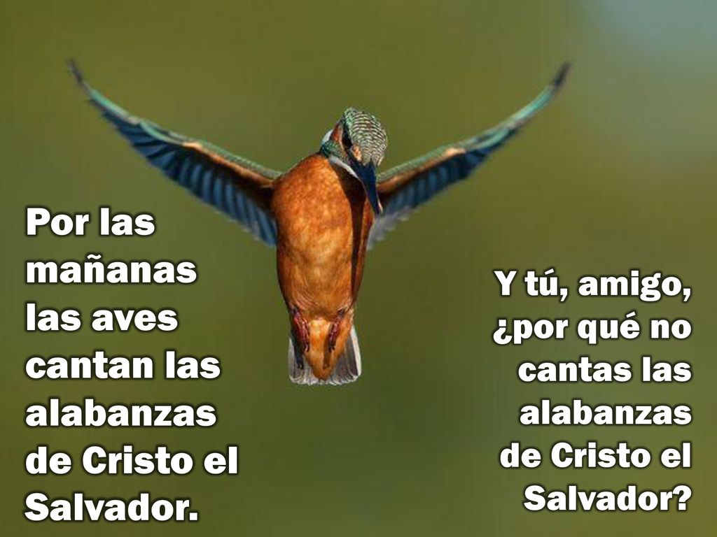 Por las mañanas las aves cantan las alabanzas de Cristo el Salvador.