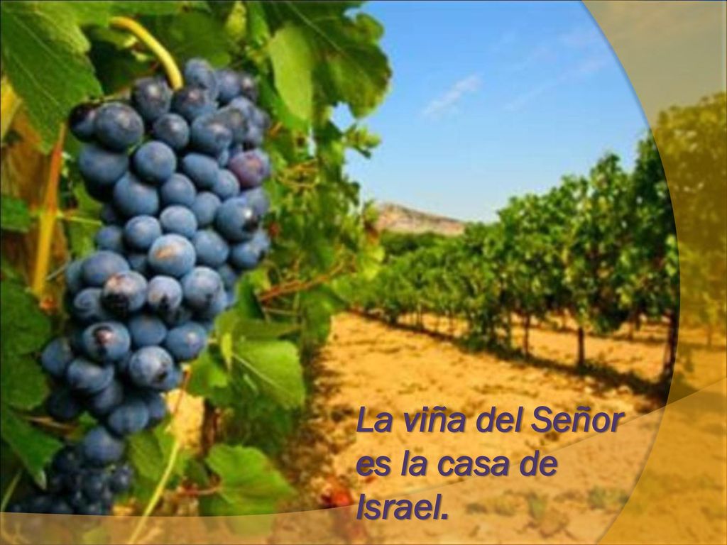 La viña del Señor es la casa de Israel.
