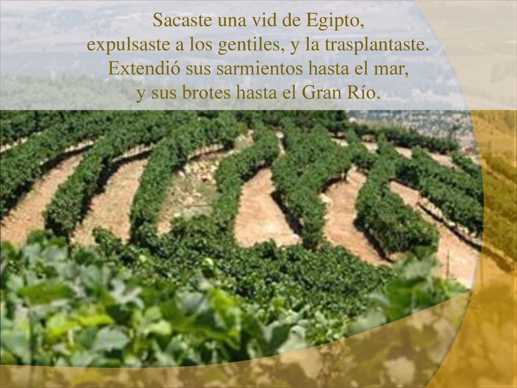 Sacaste una vid de Egipto, expulsaste a los gentiles, y la trasplantaste.