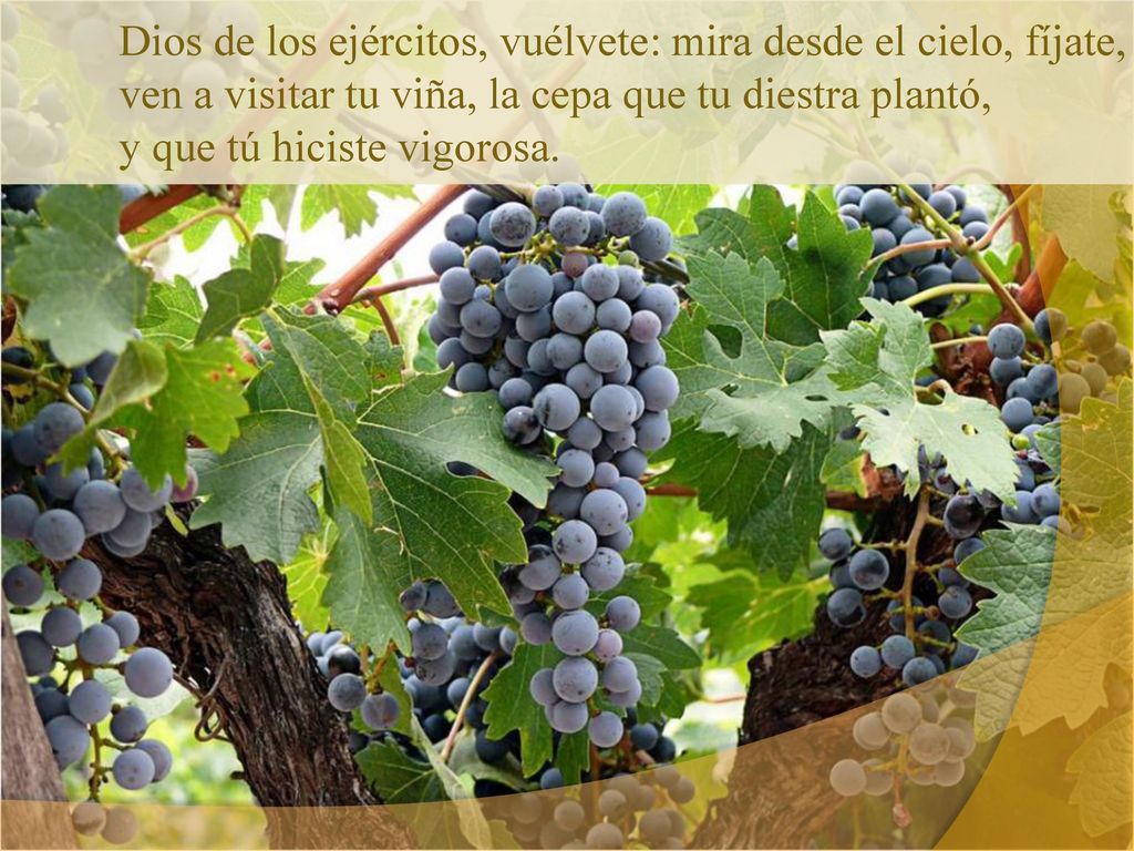 Dios de los ejércitos, vuélvete: mira desde el cielo, fíjate,