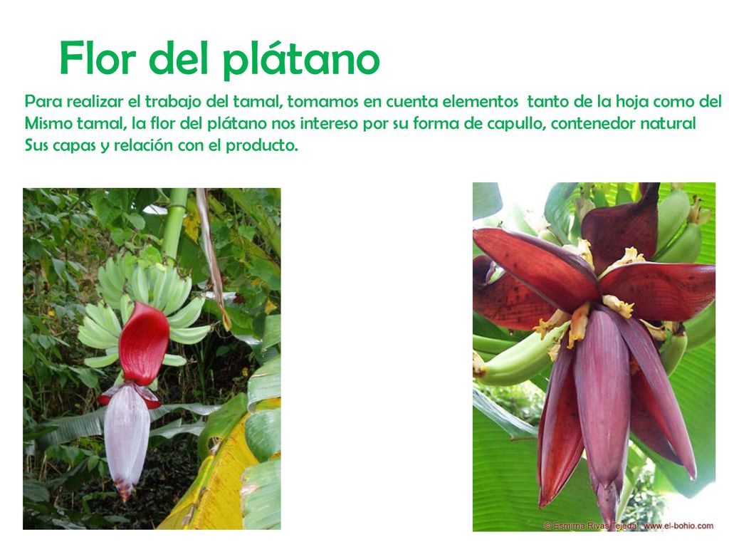 Flor del plátano Para realizar el trabajo del tamal, tomamos en cuenta elementos tanto de la hoja como del.