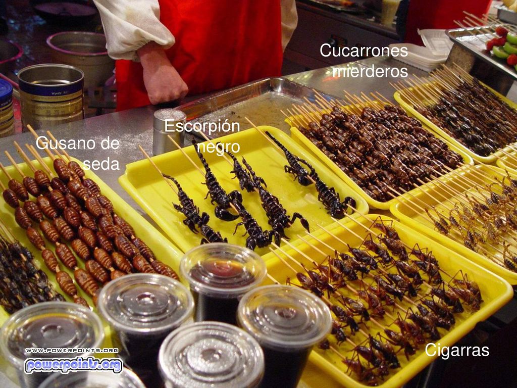Cucarrones mierderos Escorpión negro Gusano de seda Cigarras
