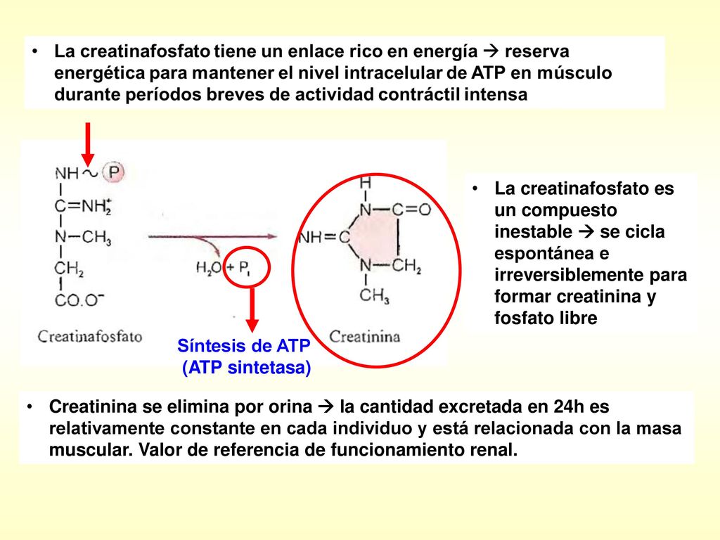 La creatinafosfato es un compuesto inestable  se cicla espontánea e irreversiblemente para formar creatinina y fosfato libre