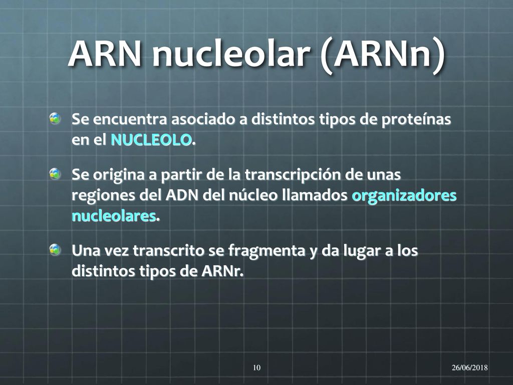 ARN nucleolar (ARNn) Se encuentra asociado a distintos tipos de proteínas en el NUCLEOLO.
