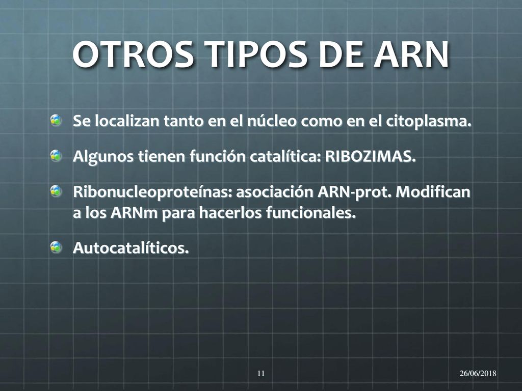 OTROS TIPOS DE ARN Se localizan tanto en el núcleo como en el citoplasma. Algunos tienen función catalítica: RIBOZIMAS.