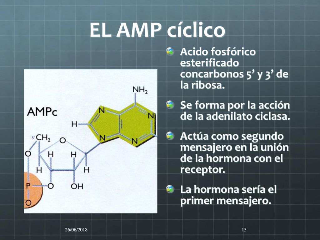 EL AMP cíclico Acido fosfórico esterificado concarbonos 5’ y 3’ de la ribosa. Se forma por la acción de la adenilato ciclasa.