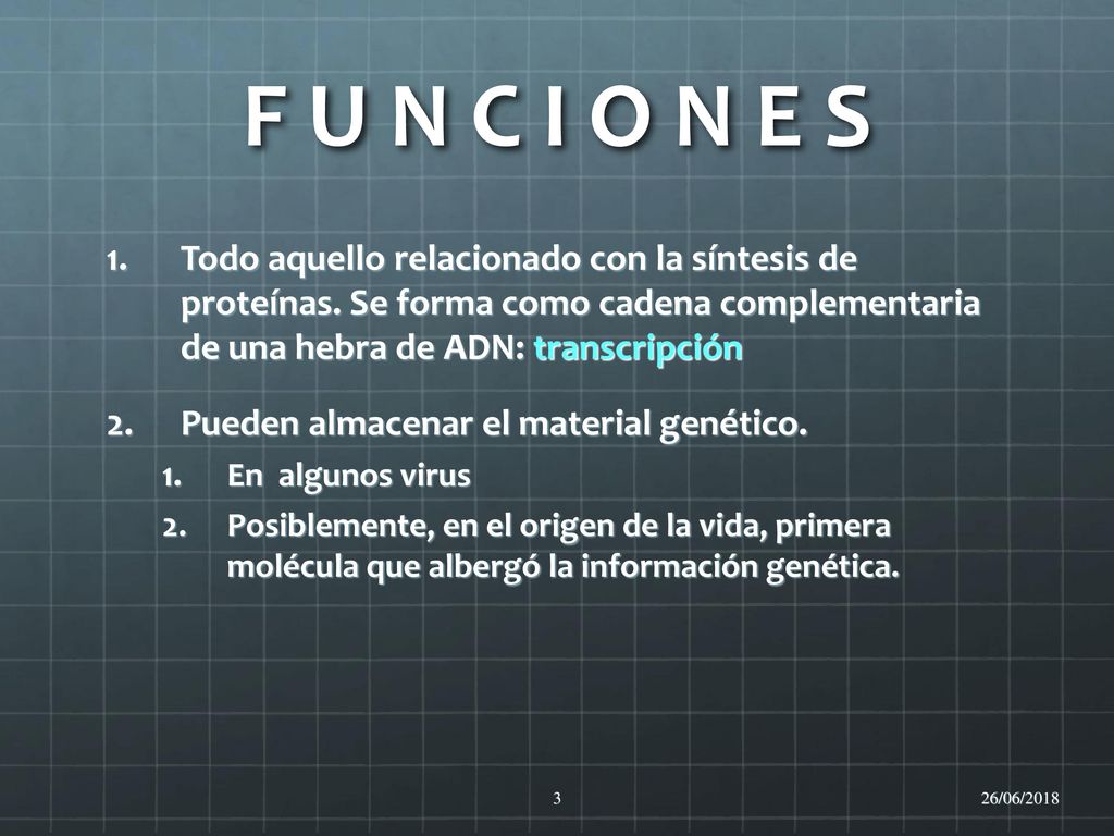 F U N C I O N E S Todo aquello relacionado con la síntesis de proteínas. Se forma como cadena complementaria de una hebra de ADN: transcripción.