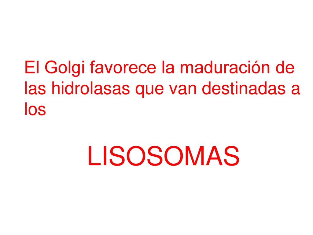 El Golgi favorece la maduración de las hidrolasas que van destinadas a los