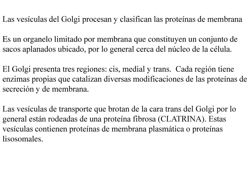 Las vesículas del Golgi procesan y clasifican las proteínas de membrana