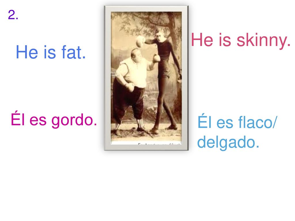 2. He is skinny. He is fat. Él es gordo. Él es flaco/ delgado.
