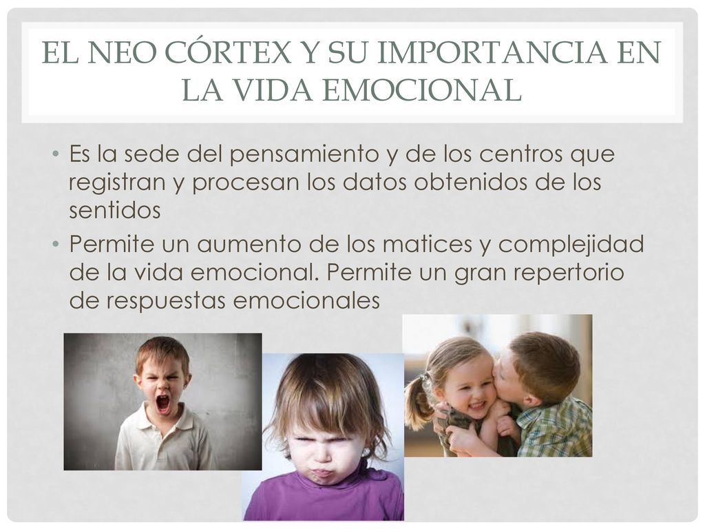 El neo córtex y su importancia en la vida emocional