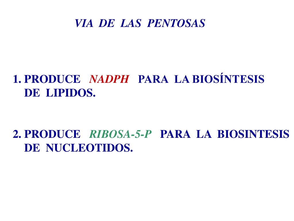 VIA DE LAS PENTOSAS 1. PRODUCE NADPH PARA LA BIOSÍNTESIS. DE LIPIDOS. 2. PRODUCE RIBOSA-5-P PARA LA BIOSINTESIS.