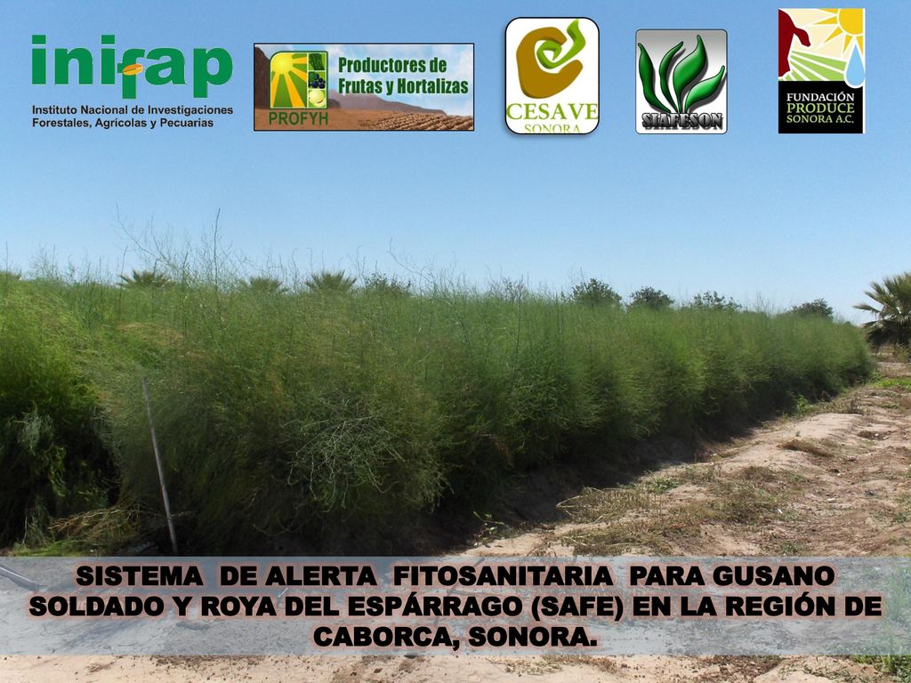 SISTEMA DE ALERTA FITOSANITARIA PARA GUSANO SOLDADO Y ROYA DEL ESPÁRRAGO (SAFE) EN LA REGIÓN DE CABORCA, SONORA.