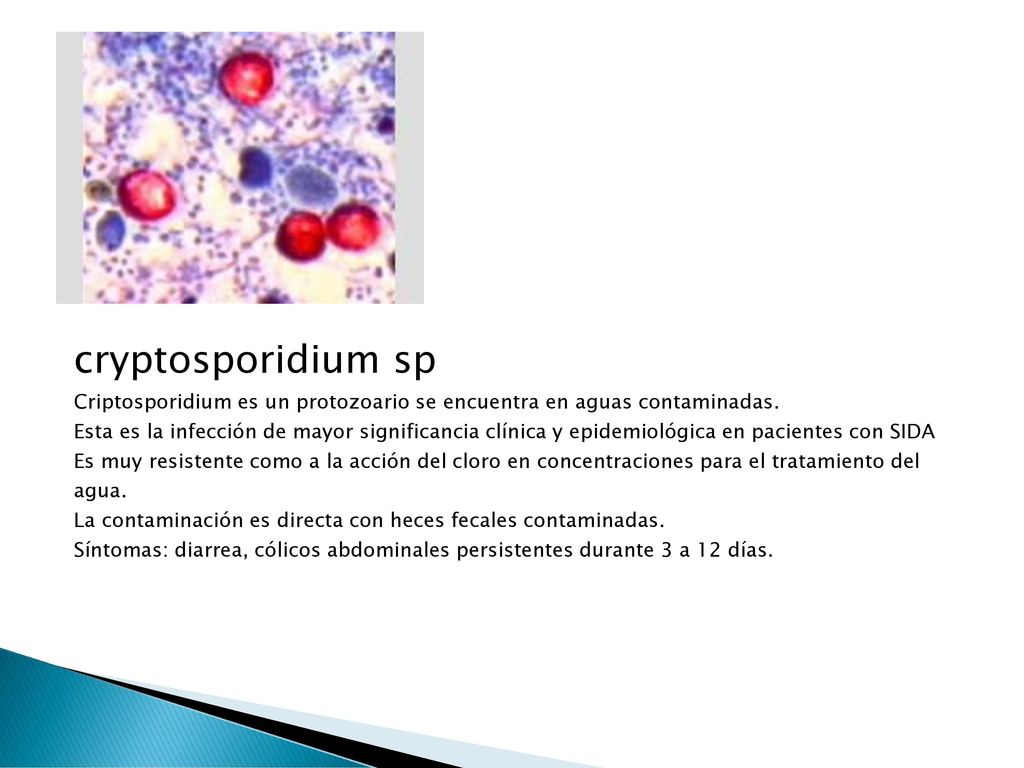 cryptosporidium sp Criptosporidium es un protozoario se encuentra en aguas contaminadas.