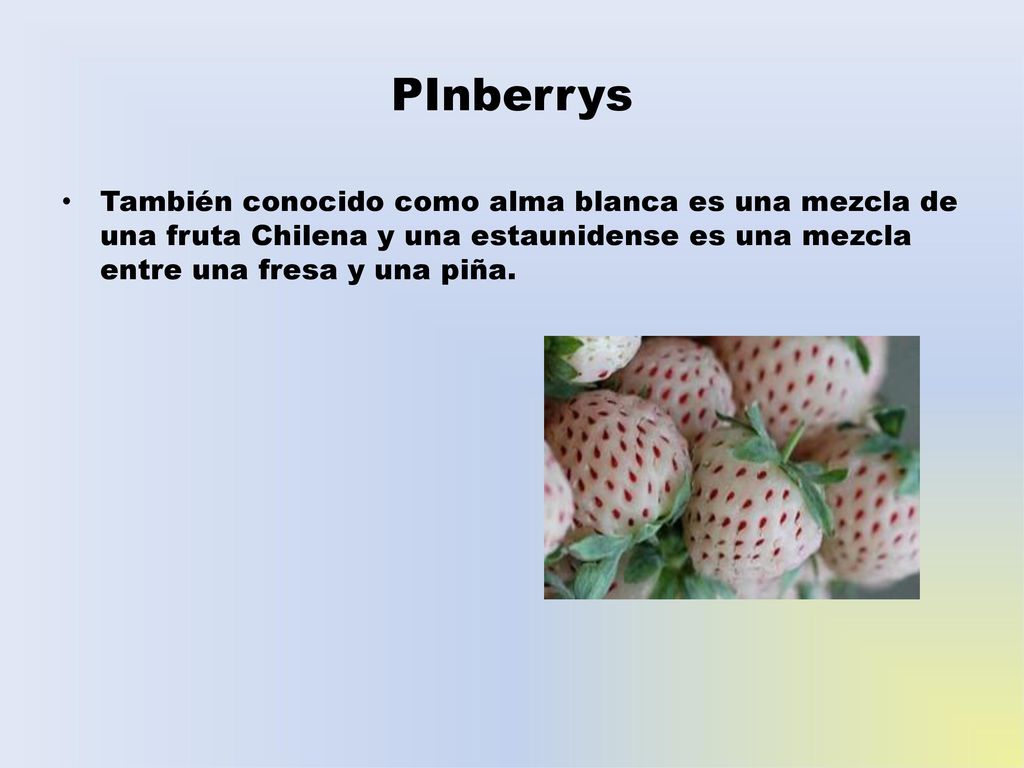 PInberrys También conocido como alma blanca es una mezcla de una fruta Chilena y una estaunidense es una mezcla entre una fresa y una piña.