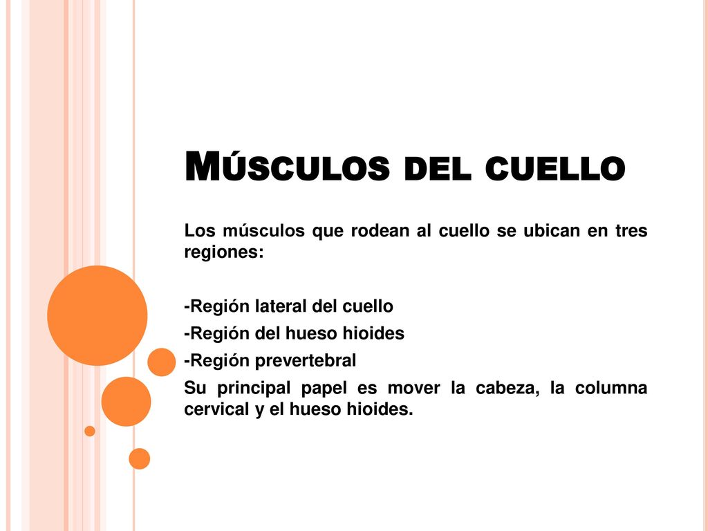 Músculos del cuello Los músculos que rodean al cuello se ubican en tres regiones: -Región lateral del cuello.
