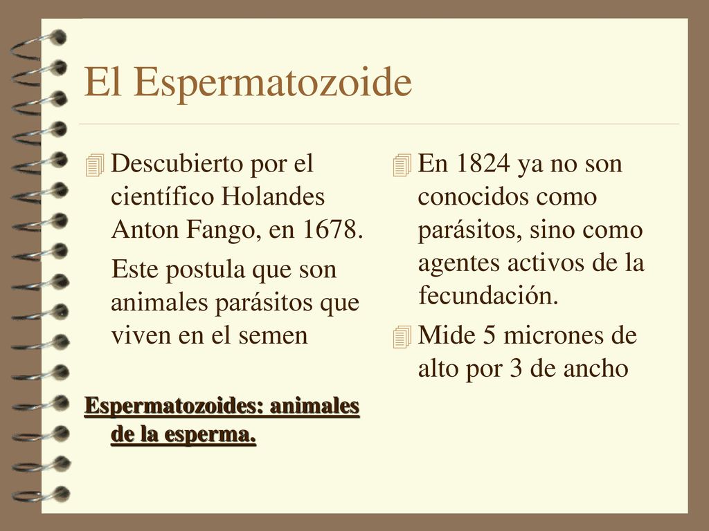El Espermatozoide Descubierto por el científico Holandes Anton Fango, en Este postula que son animales parásitos que viven en el semen.