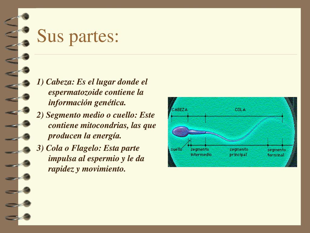Sus partes: 1) Cabeza: Es el lugar donde el espermatozoide contiene la información genética.