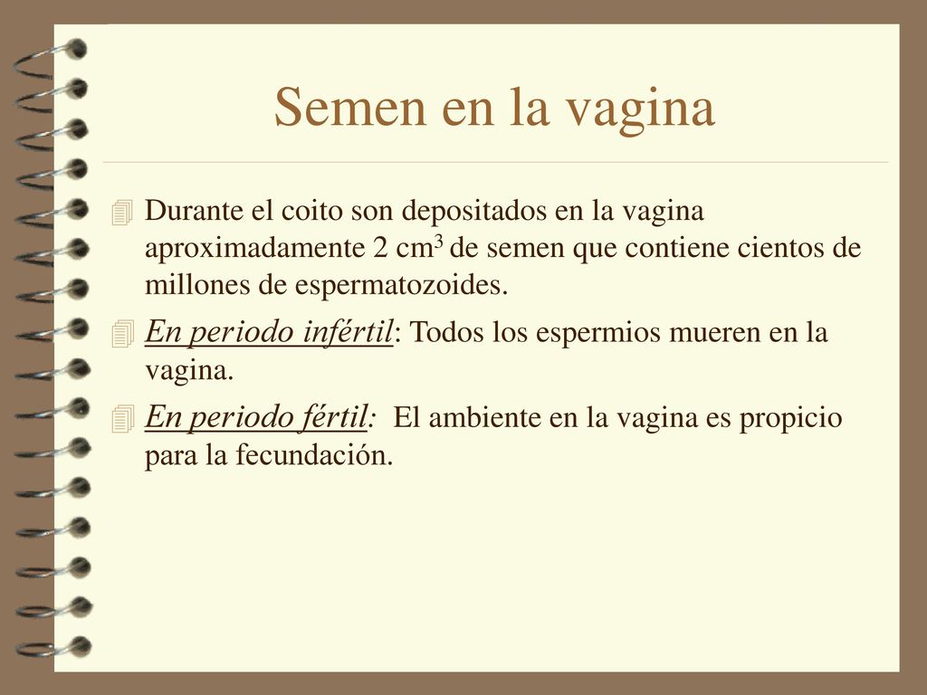Semen en la vagina Durante el coito son depositados en la vagina aproximadamente 2 cm3 de semen que contiene cientos de millones de espermatozoides.