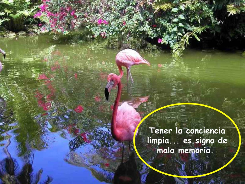 Tener la conciencia limpia... es signo de mala memoria.