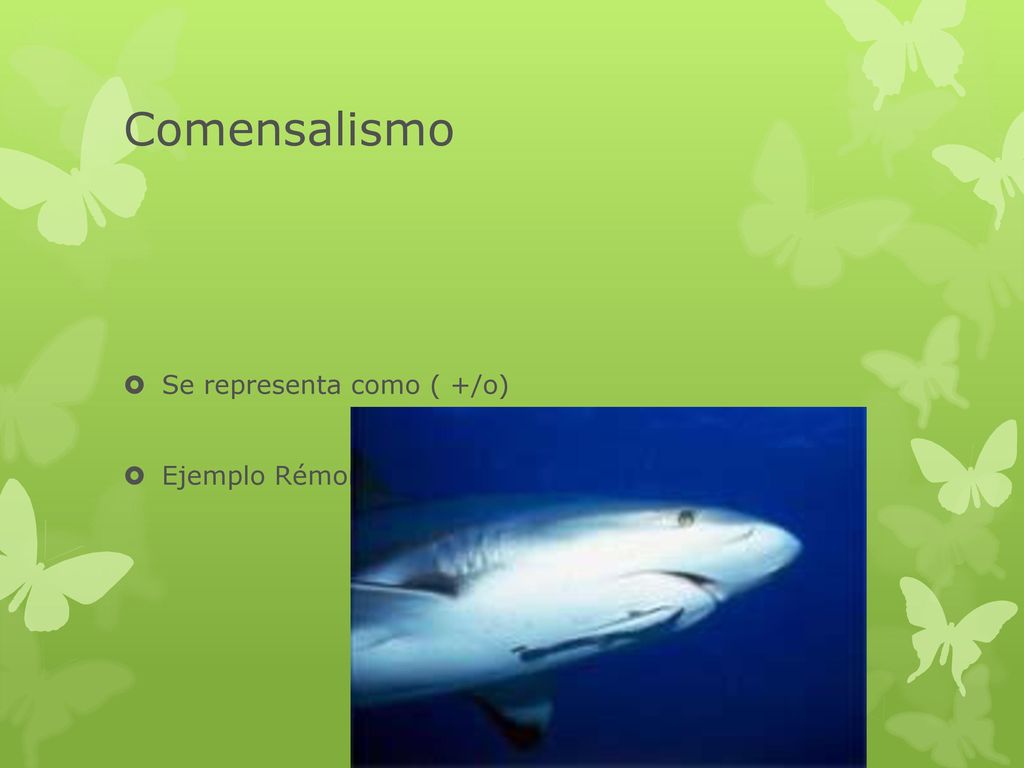 Comensalismo Se representa como ( +/o) Ejemplo Rémora- Tiburón