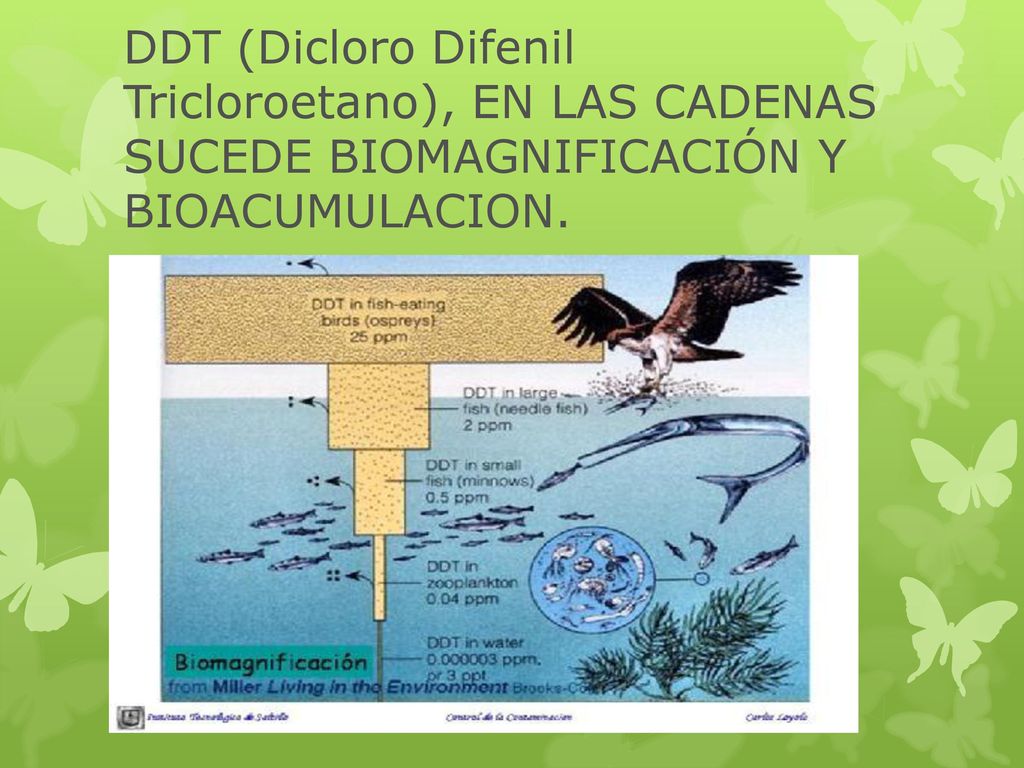 DDT (Dicloro Difenil Tricloroetano), EN LAS CADENAS SUCEDE BIOMAGNIFICACIÓN Y BIOACUMULACION.