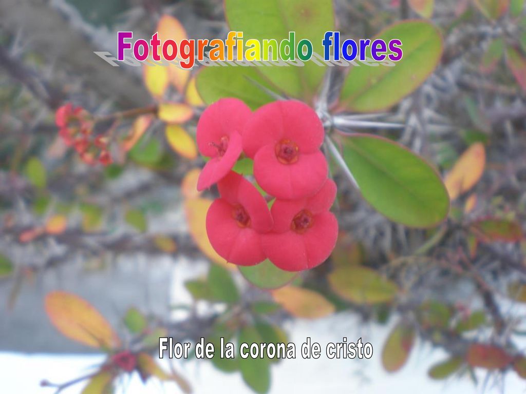 Flor de la corona de cristo