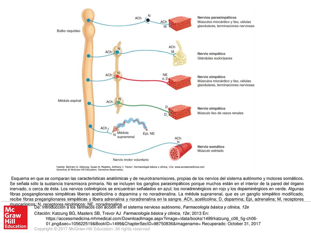 Esquema en que se comparan las características anatómicas y de neurotransmisores, propias de los nervios del sistema autónomo y motores somáticos. Se señala sólo la sustancia transmisora primaria. No se incluyen los ganglios parasimpáticos porque muchos están en el interior de la pared del órgano inervado, o cerca de ésta. Los nervios colinérgicos se encuentran señalados en azul; los noradrenérgicos en rojo y los dopaminérgicos en verde. Algunas fibras posganglionares simpáticas liberan acetilcolina o dopamina y no noradrenalina. La médula suprarrenal, que es un ganglio simpático modificado, recibe fibras preganglionares simpáticas y libera adrenalina y noradrenalina en la sangre. ACh, acetilcolina; D, dopamina; Epi, adrenalina; M, receptores muscarínicos; N, receptores nicotínicos; NE, noradrenalina.