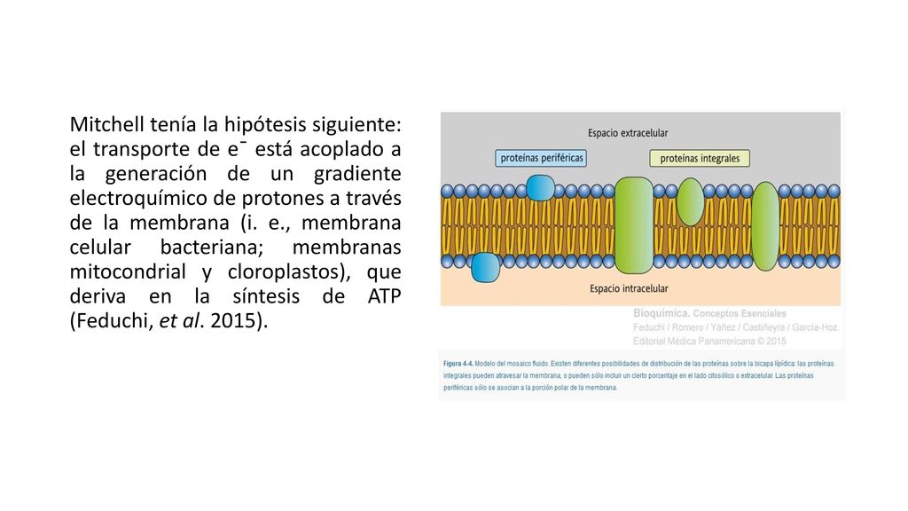Mitchell tenía la hipótesis siguiente: el transporte de e¯ está acoplado a la generación de un gradiente electroquímico de protones a través de la membrana (i.