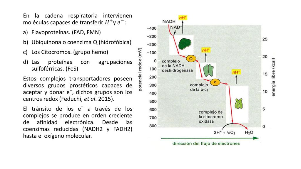 En la cadena respiratoria intervienen moléculas capaces de transferir 𝐻 + y 𝑒 − :
