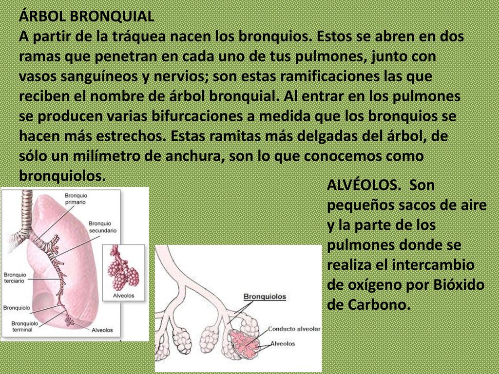 ÁRBOL BRONQUIAL A partir de la tráquea nacen los bronquios