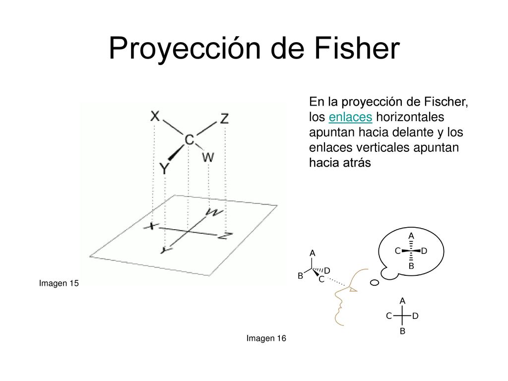 Proyección de Fisher En la proyección de Fischer, los enlaces horizontales apuntan hacia delante y los enlaces verticales apuntan hacia atrás.