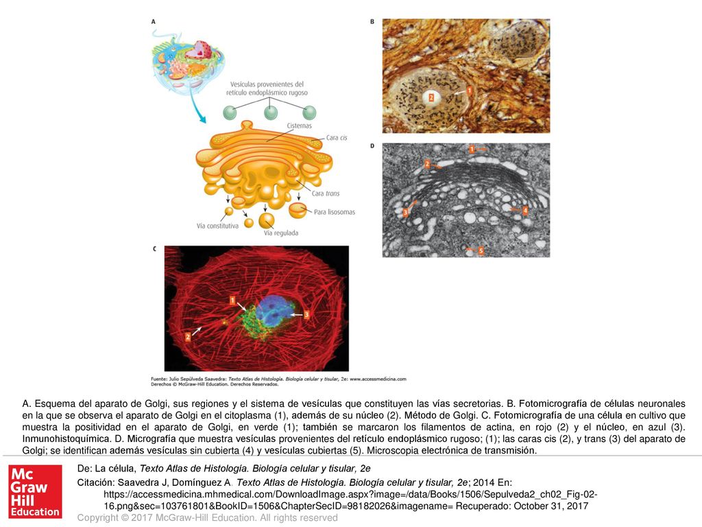 A. Esquema del aparato de Golgi, sus regiones y el sistema de vesículas que constituyen las vías secretorias. B. Fotomicrografía de células neuronales en la que se observa el aparato de Golgi en el citoplasma (1), además de su núcleo (2). Método de Golgi. C. Fotomicrografía de una célula en cultivo que muestra la positividad en el aparato de Golgi, en verde (1); también se marcaron los filamentos de actina, en rojo (2) y el núcleo, en azul (3). Inmunohistoquímica. D. Micrografía que muestra vesículas provenientes del retículo endoplásmico rugoso; (1); las caras cis (2), y trans (3) del aparato de Golgi; se identifican además vesículas sin cubierta (4) y vesículas cubiertas (5). Microscopia electrónica de transmisión.