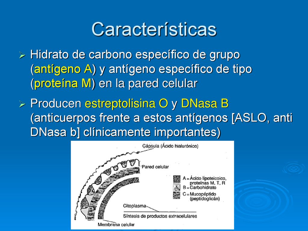 Características Hidrato de carbono específico de grupo (antígeno A) y antígeno específico de tipo (proteína M) en la pared celular.