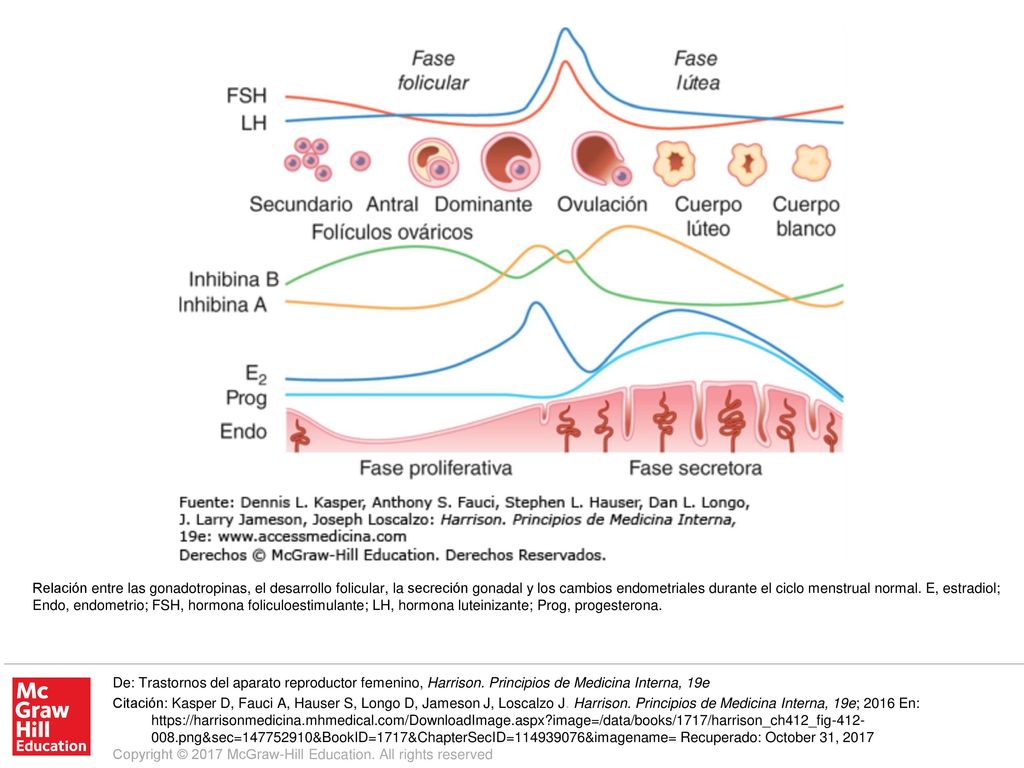 Relación entre las gonadotropinas, el desarrollo folicular, la secreción gonadal y los cambios endometriales durante el ciclo menstrual normal. E, estradiol; Endo, endometrio; FSH, hormona foliculoestimulante; LH, hormona luteinizante; Prog, progesterona.