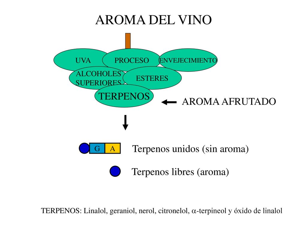 AROMA DEL VINO TERPENOS AROMA AFRUTADO Terpenos unidos (sin aroma)